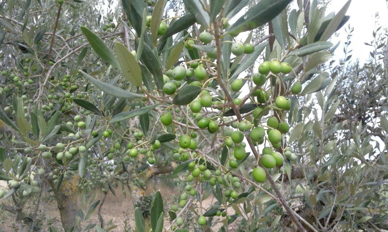 Poderi Di Tragliatella Dış mekan fotoğraf
