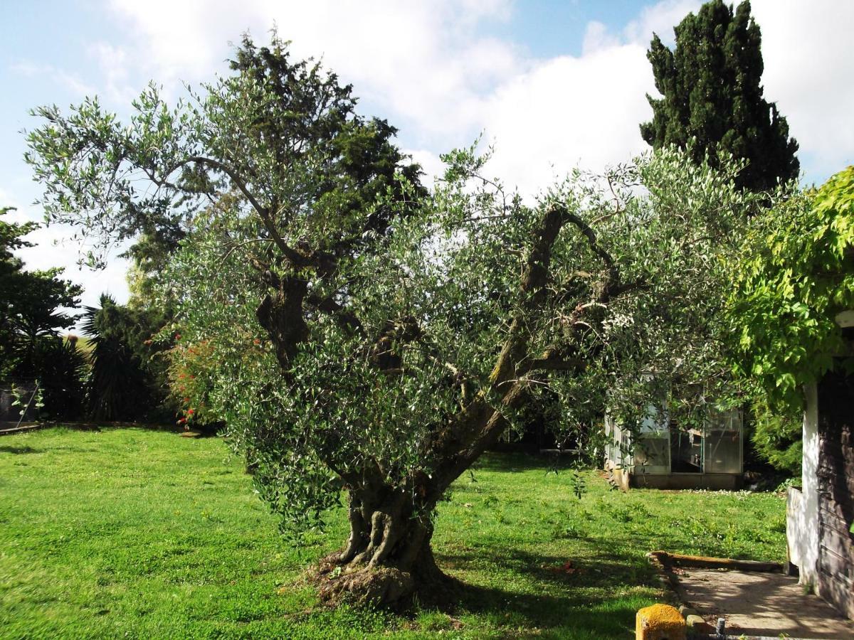 Poderi Di Tragliatella Dış mekan fotoğraf